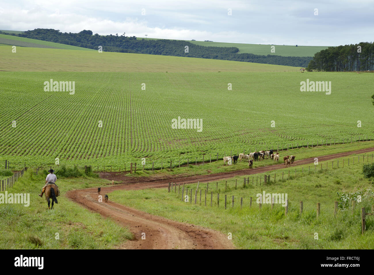 Knight playing mixed breed cattle on a dirt road in the countryside Stock Photo