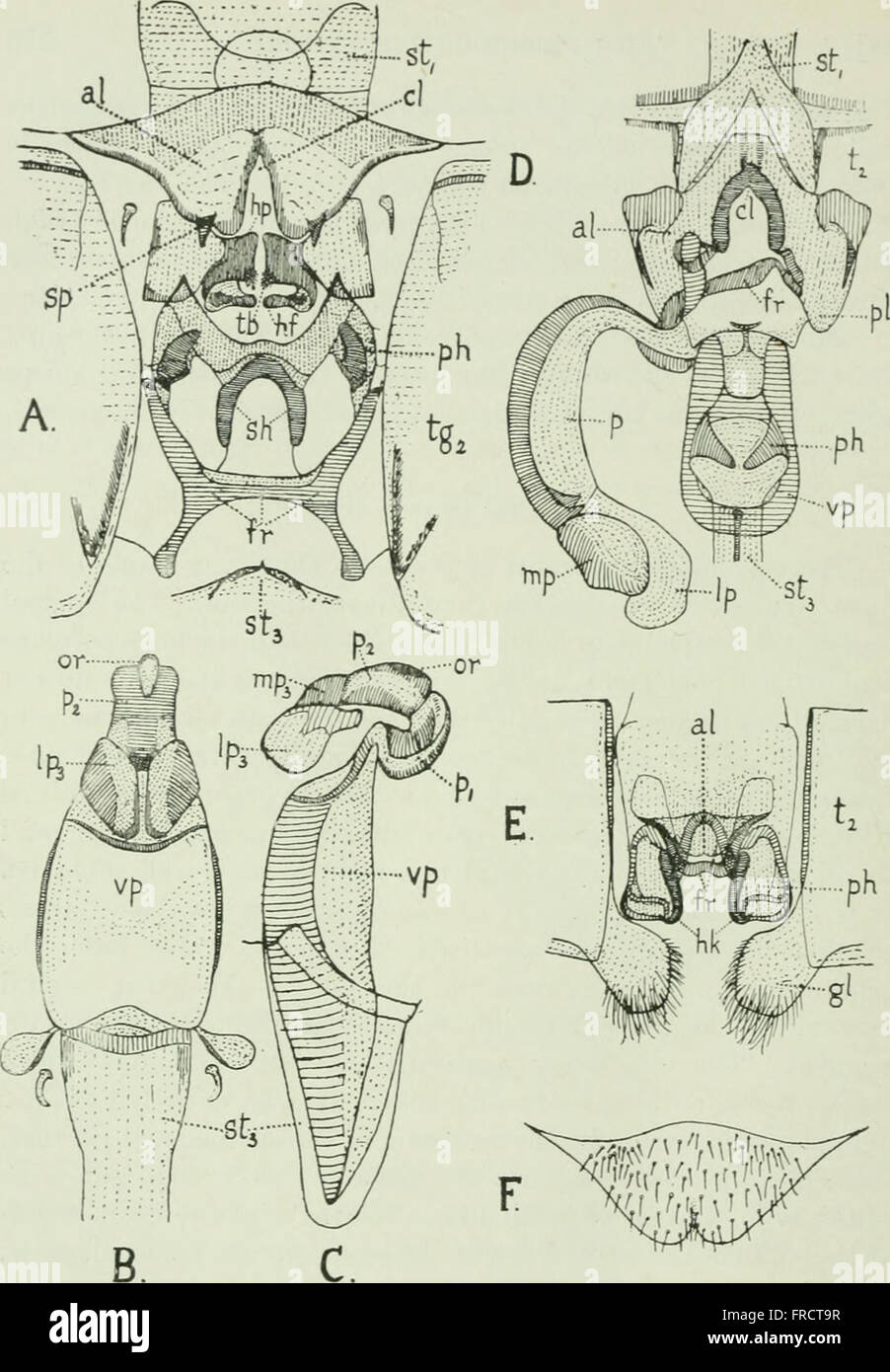The biology of dragonflies (Odonata or Paraneuroptera) (1917 Stock ...