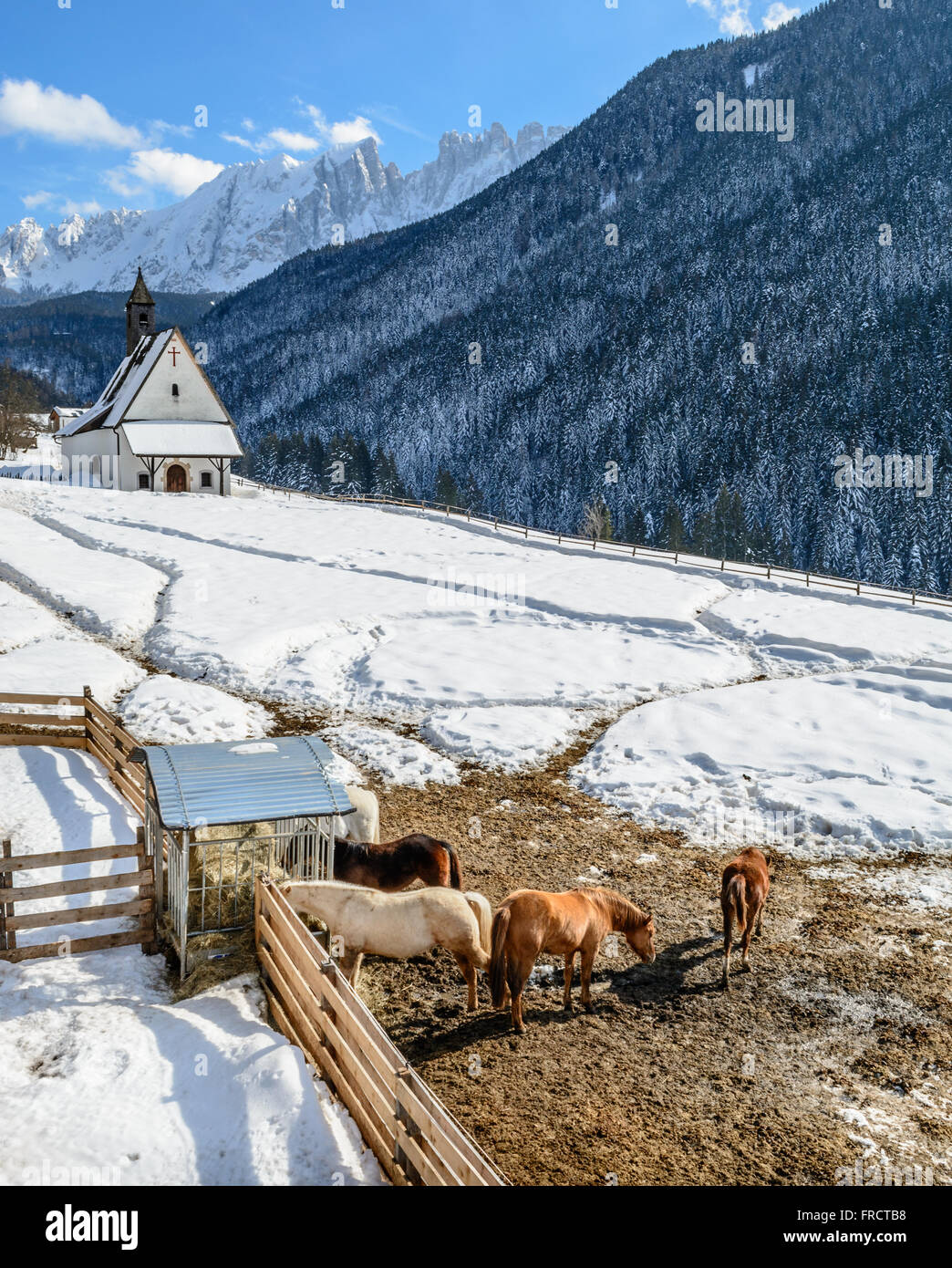 Countryside winter scene with horses and little church, in Nova Levante, Italy Stock Photo