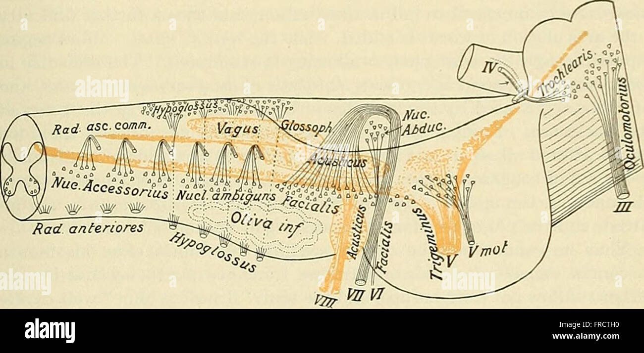 The practice of medicine; a text-book for practitioners and students, with special reference to diagnosis and treatment (1913) Stock Photo