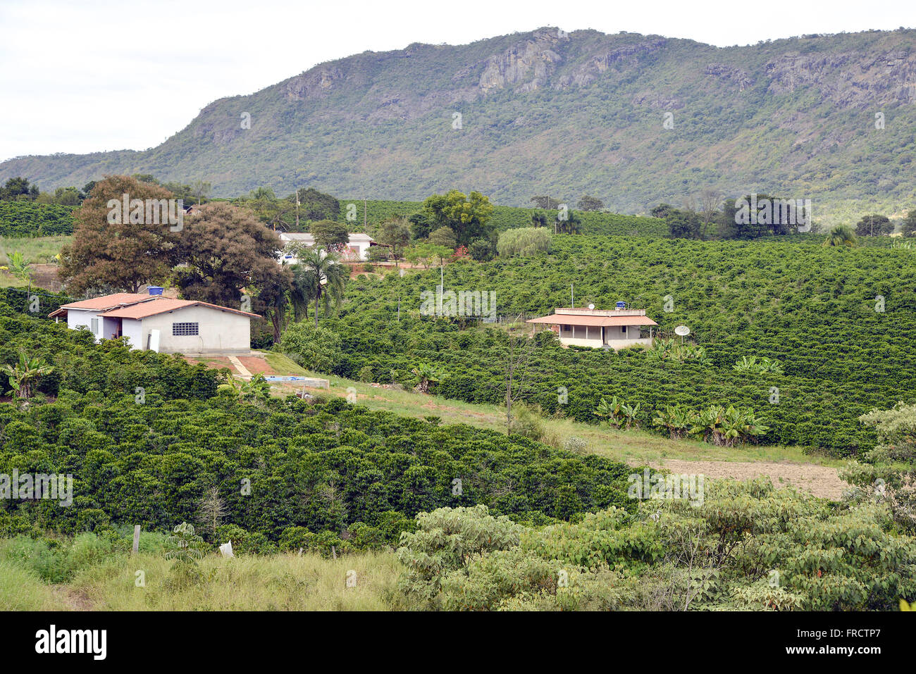 Vista de cima de casas típicas e plantação de café na zona rural Stock Photo