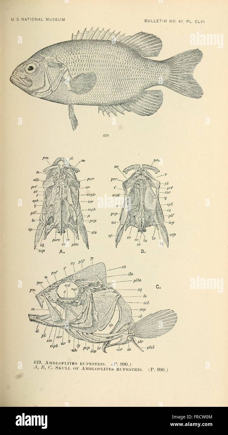 The fishes of North and Middle America (Pl. CLVI) Stock Photo
