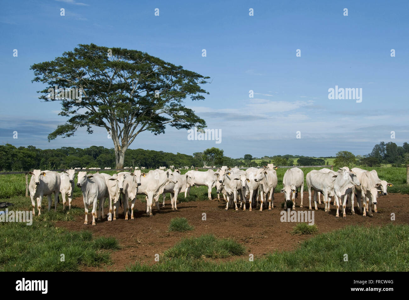 Nelore cattle in a paddock Stock Photo