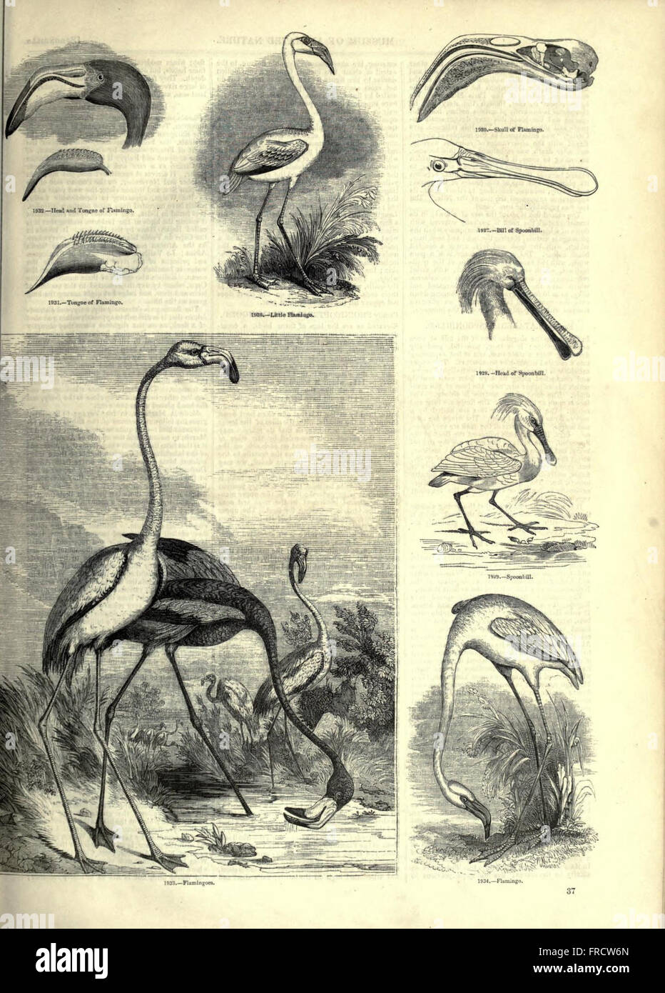 This work provides illustrated depictions of various animals and their ...