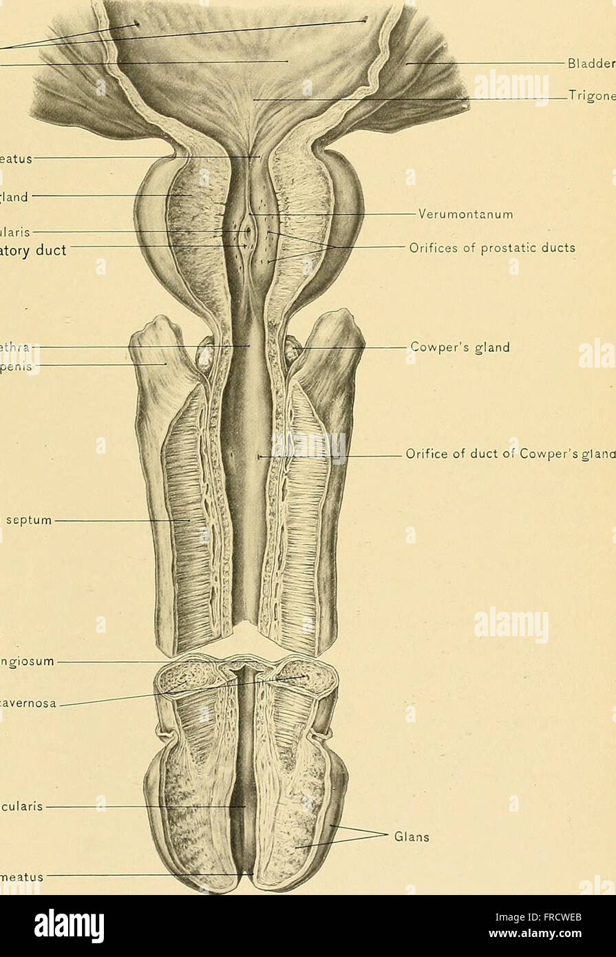 This 1901 treatise covers human anatomy, focusing on its practical ...