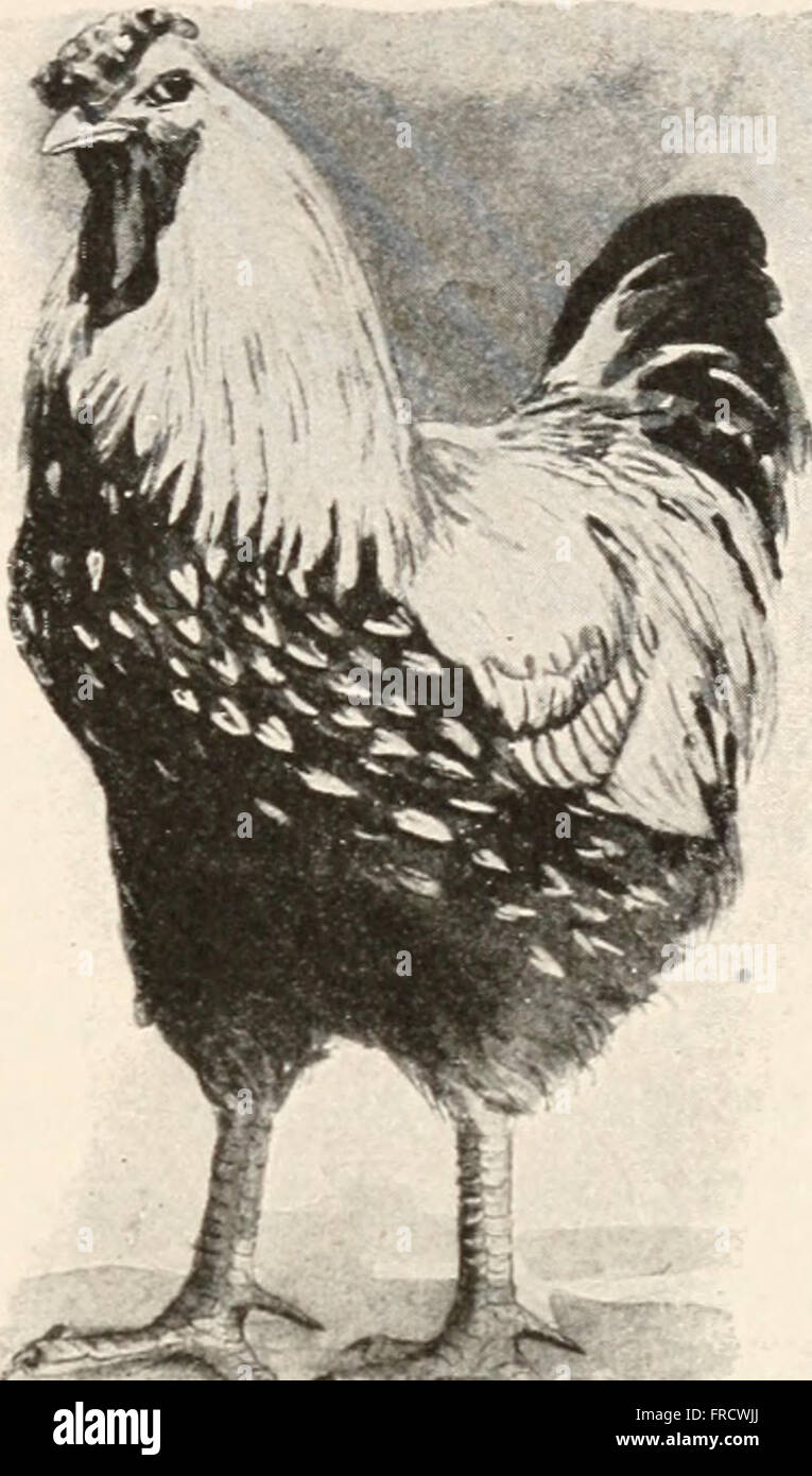 The animans and man; an elementary textbook of zoology and human physiology (1911 Stock Photo