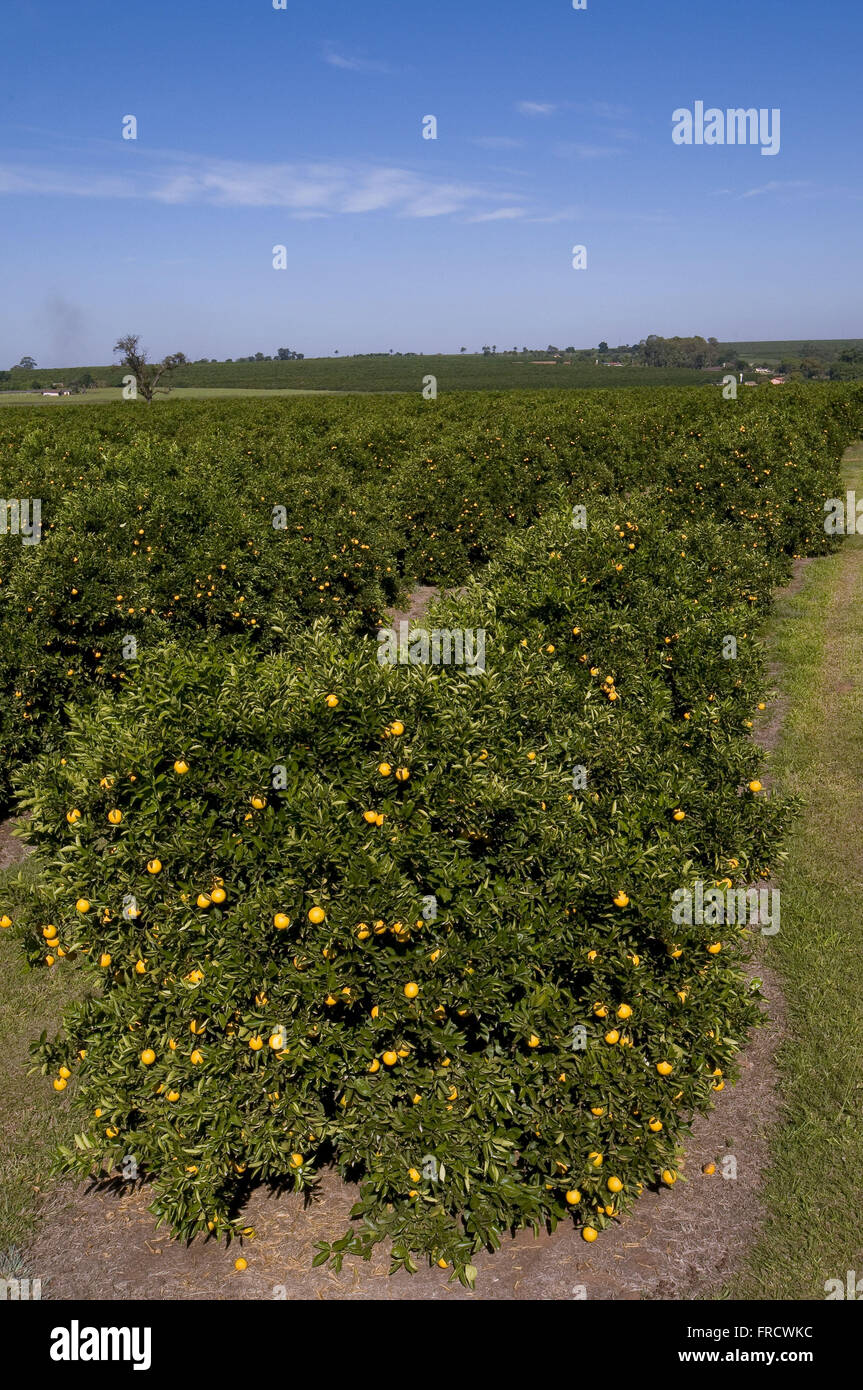 Orange orchard file selection Stock Photo Alamy