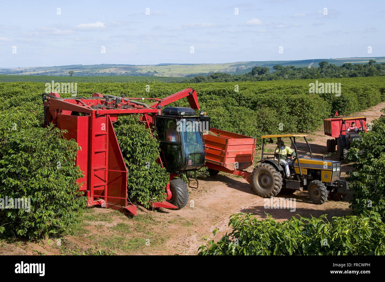 Mechanical harvesting of coffee Variety New World Stock Photo Alamy