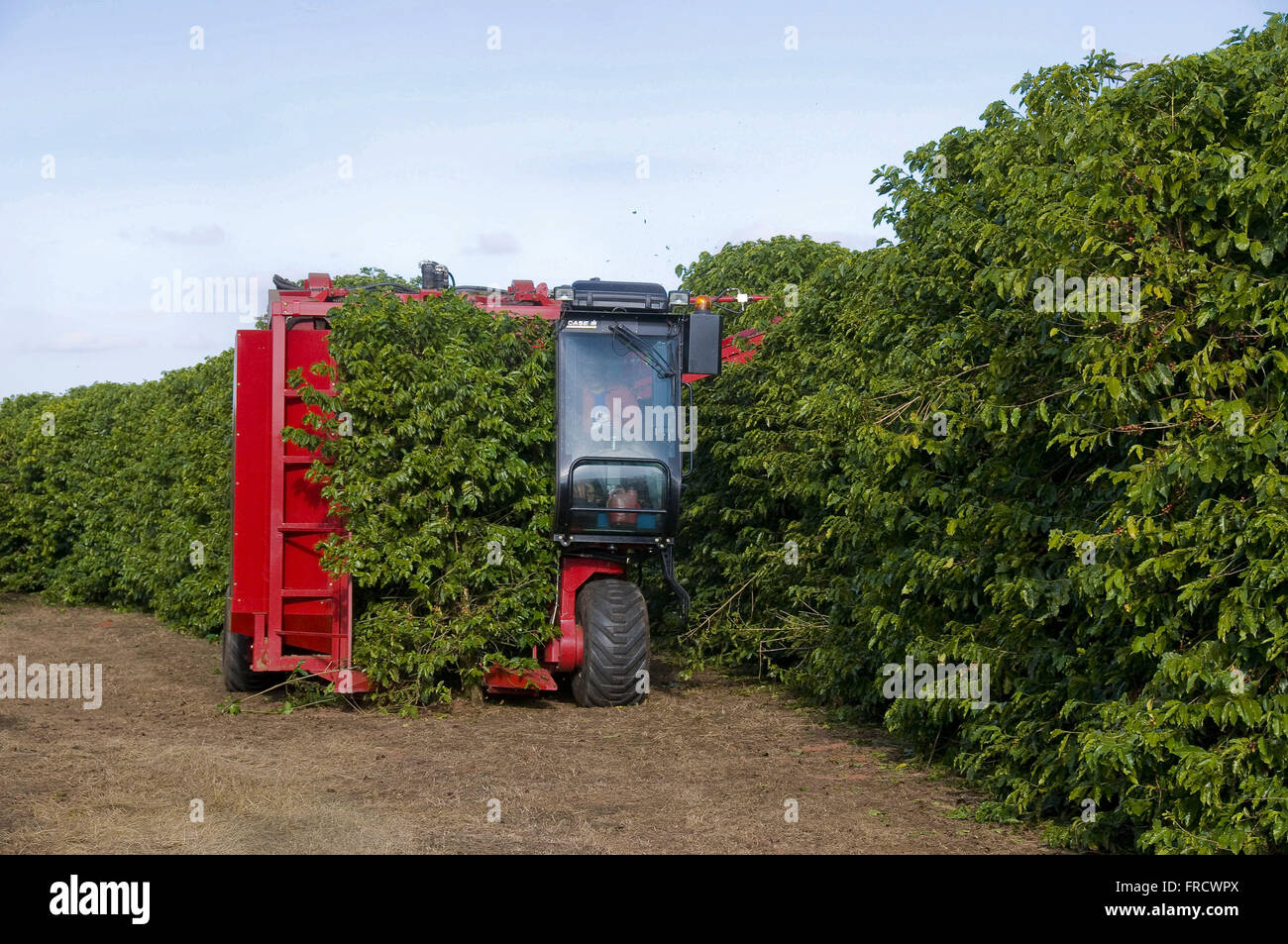 Mechanical harvesting coffee hires stock photography and images Alamy