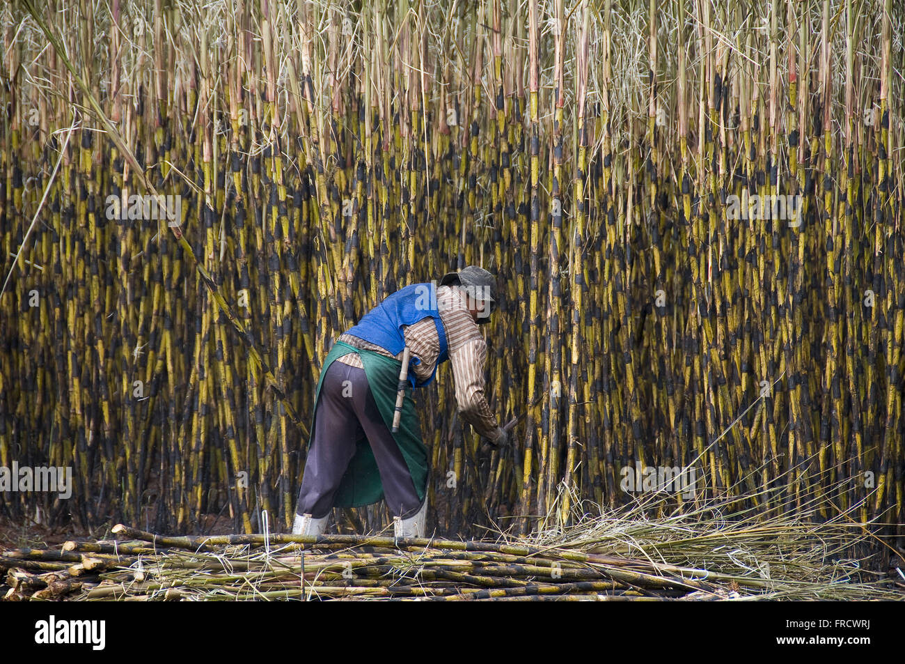 Manual harvesting of sugar cane Stock Photo Alamy