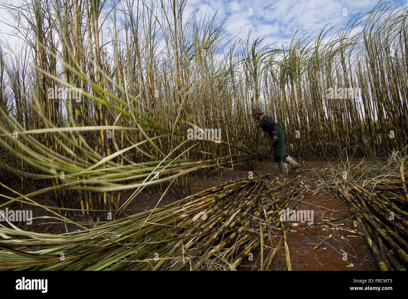Manual harvesting of sugar cane Stock Photo Alamy
