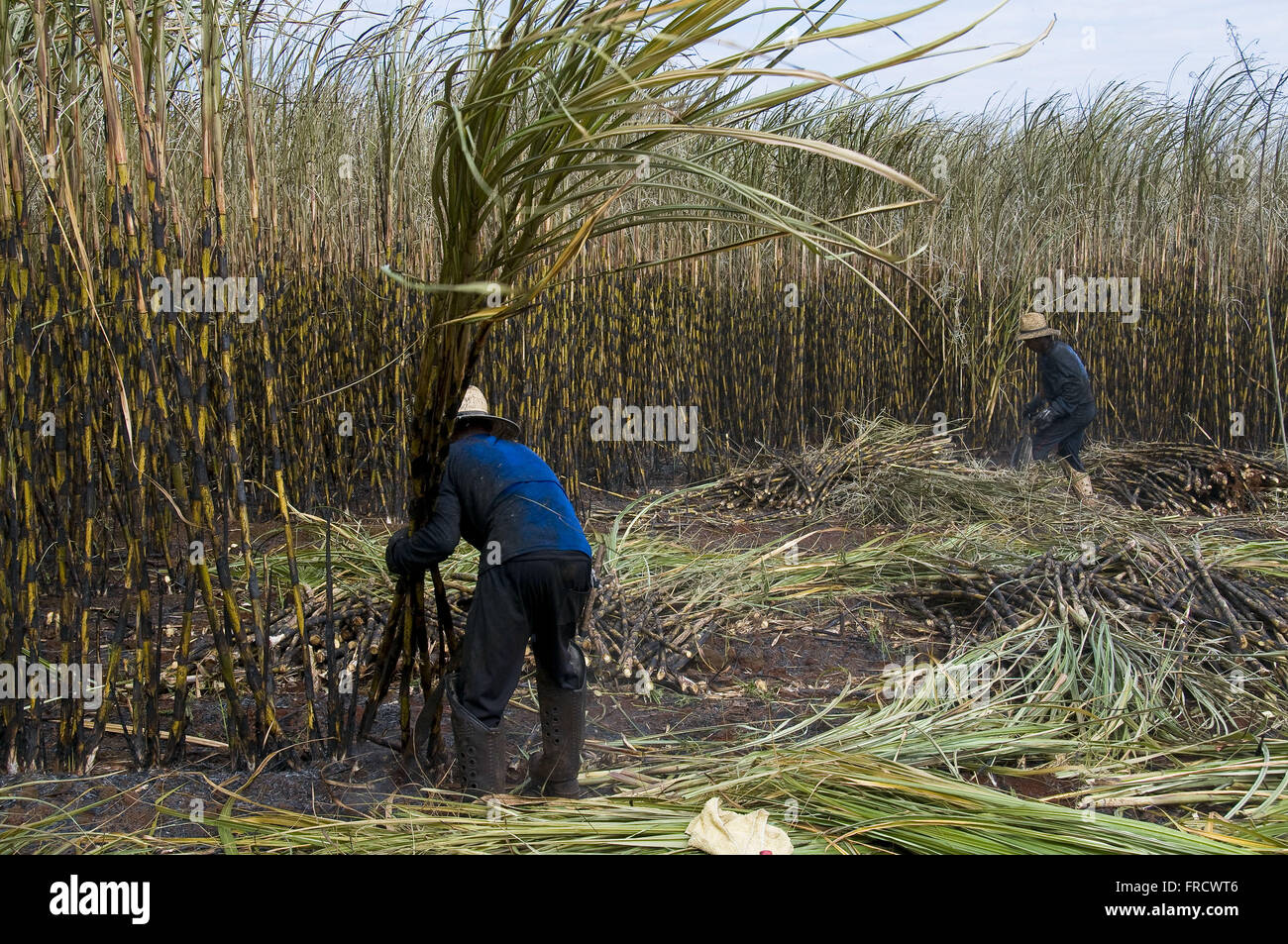 Manual harvesting of sugar cane Stock Photo Alamy