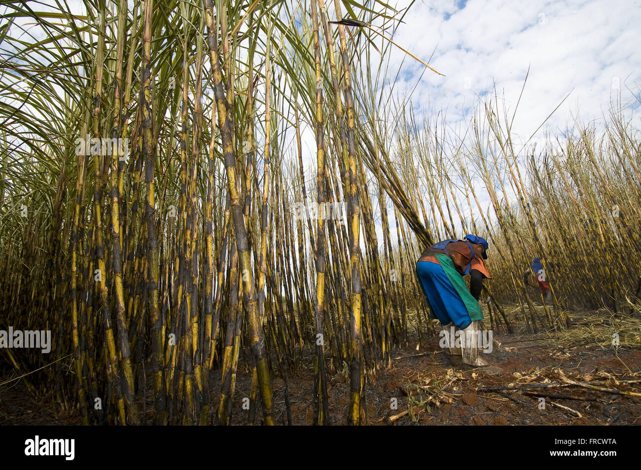 Manual harvesting of sugar cane Stock Photo Alamy