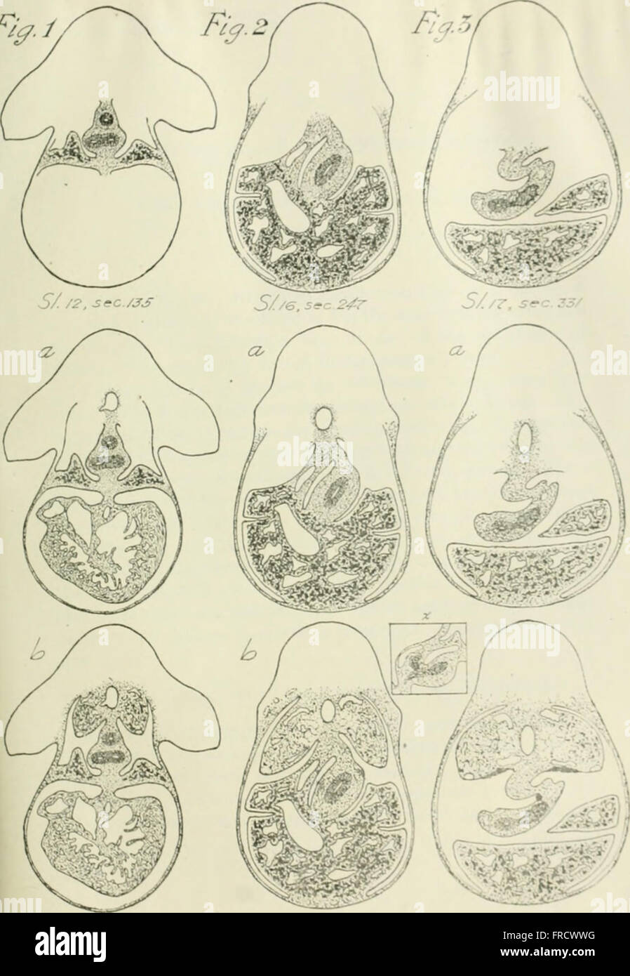 The anatomical record (1906 Stock Photo Alamy