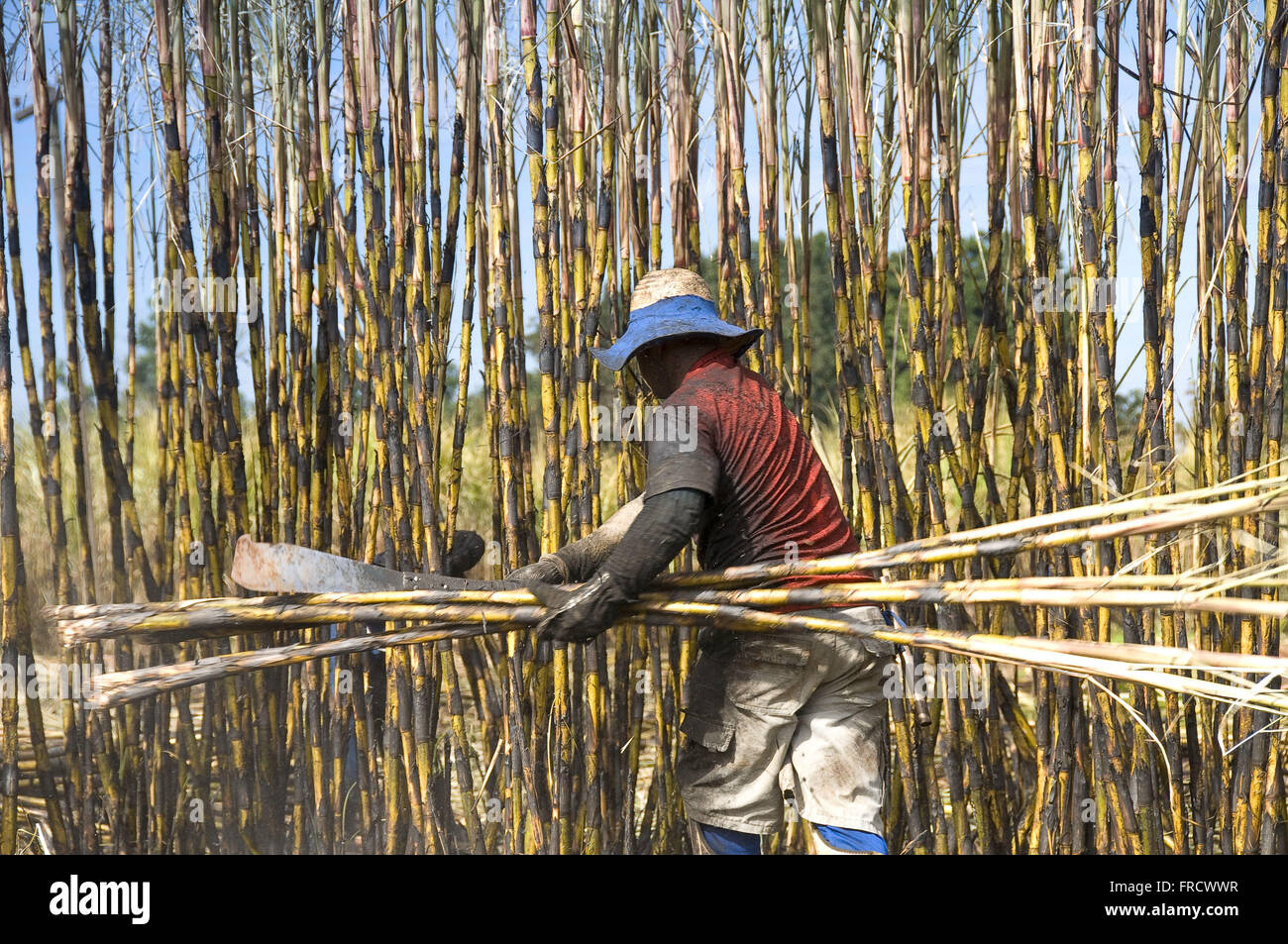 Manual harvesting of sugar cane Stock Photo Alamy