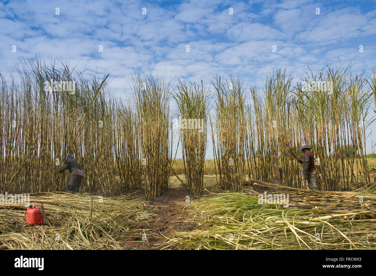 Manual harvesting of sugar cane Stock Photo Alamy