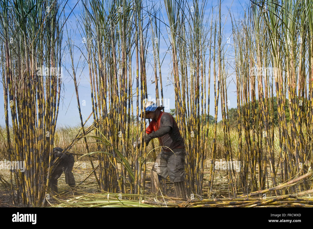 Manual harvesting of sugar cane Stock Photo Alamy