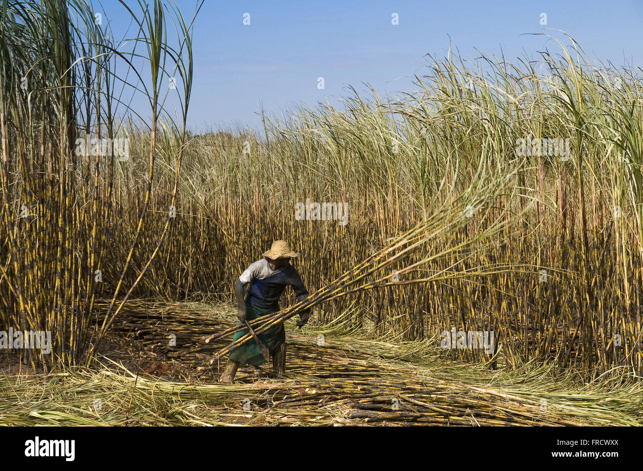 Manual harvesting of sugar cane Stock Photo Alamy