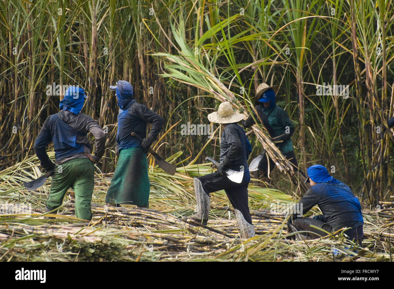 Harvesting Sugarcane