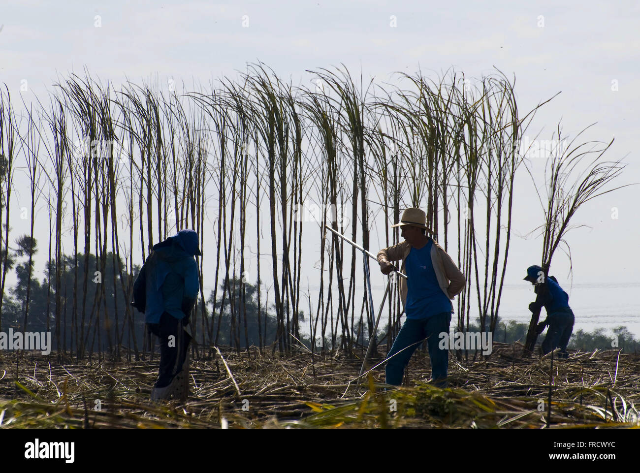 Manual harvesting of sugar cane Stock Photo Alamy