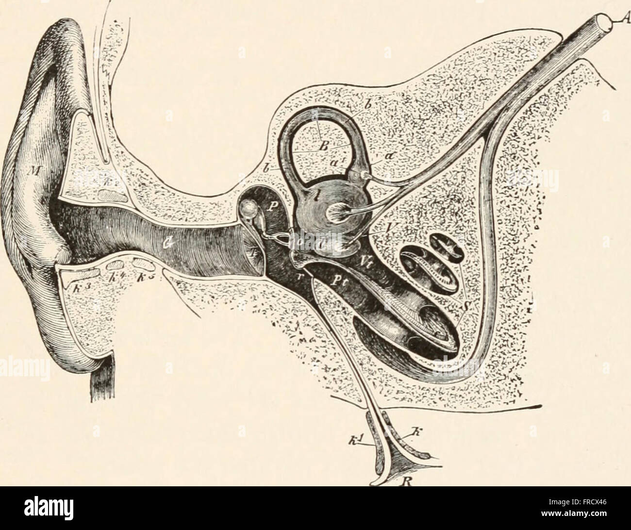 The animans and man; an elementary textbook of zoology and human physiology (1911 Stock Photo