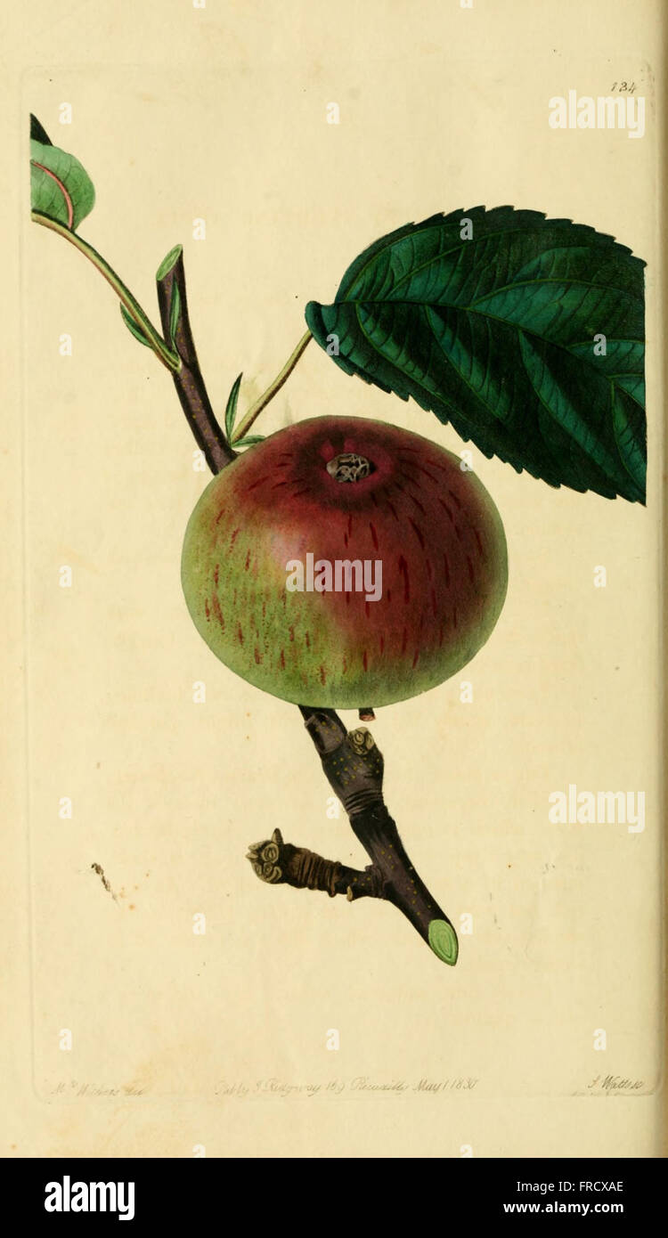 Pomology Examples The Pomological Magazine provides detailed illustrations and ...