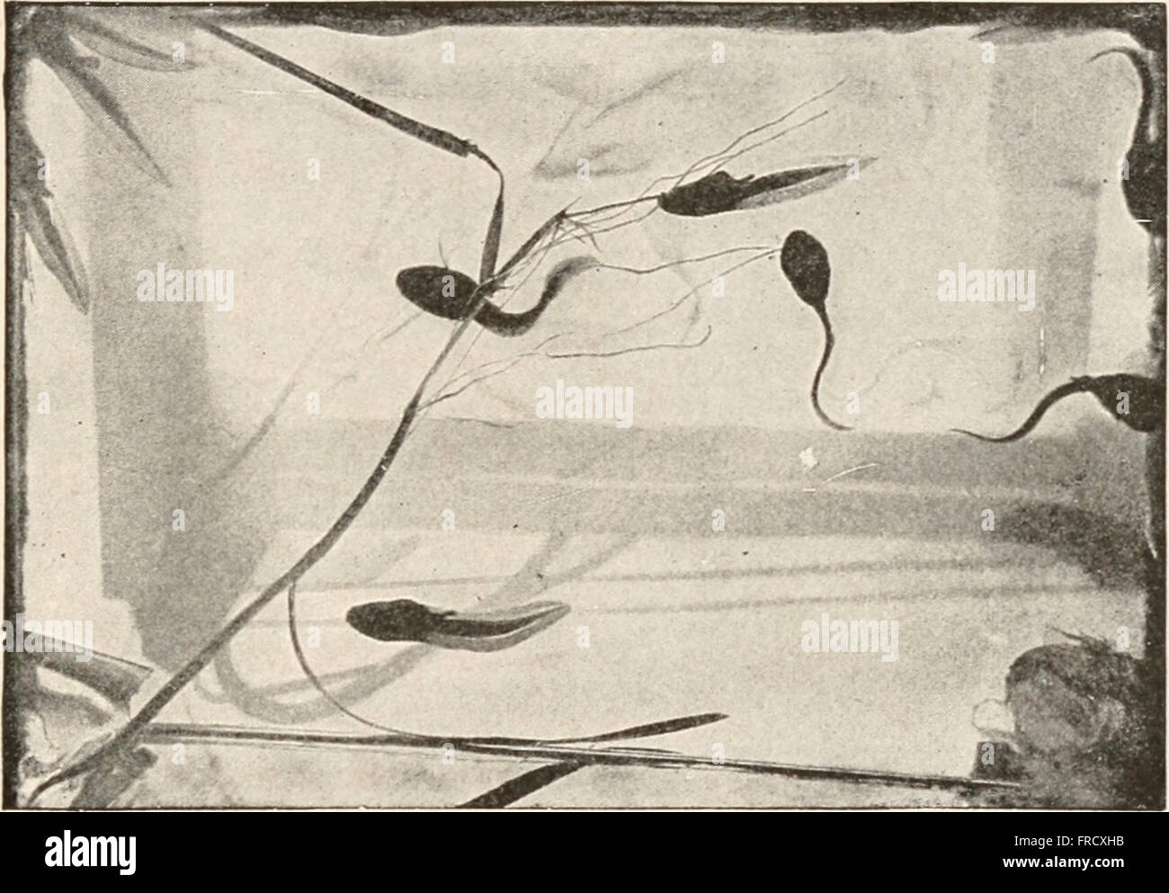 The animans and man; an elementary textbook of zoology and human physiology (1911 Stock Photo