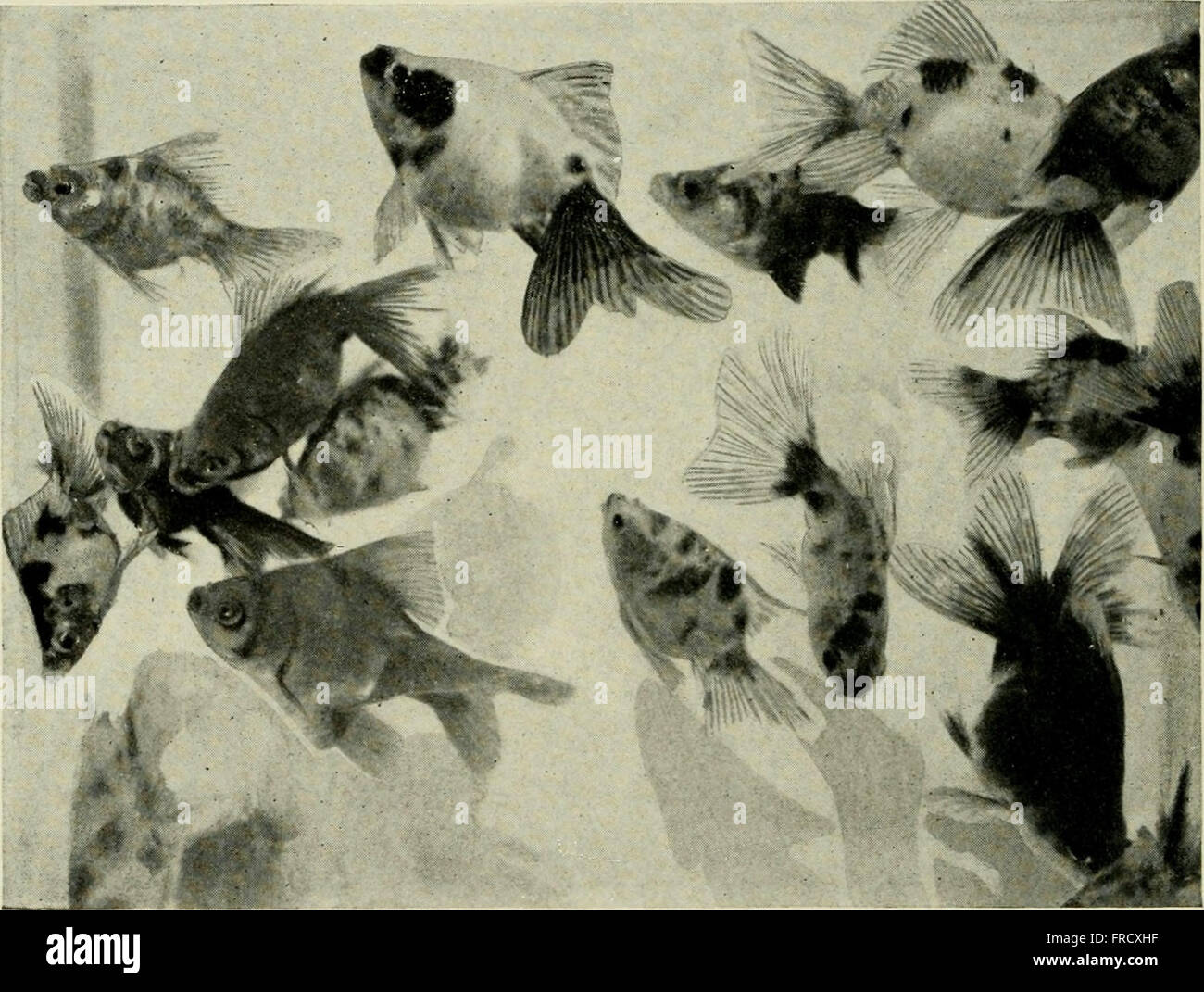 This 1936 Book Offers A Comprehensive Guide To The Care And Breeding Of Goldfish And Tropical This 1936 Book Offers A Comprehensive Guide To The Care And Breeding Of Goldfish And Tropical