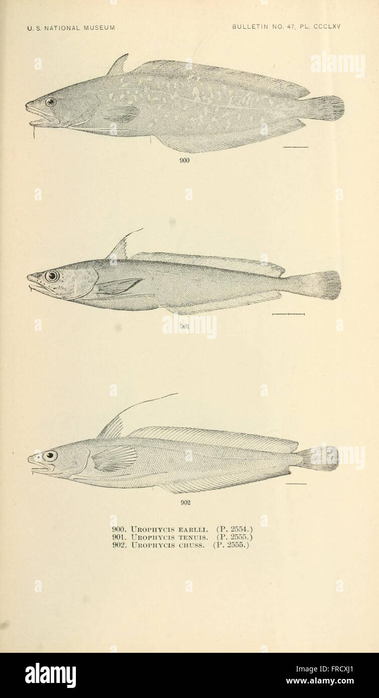 Temperate Fish Types Temperate freshwater fishes hi-res stock photography and images - Alamy