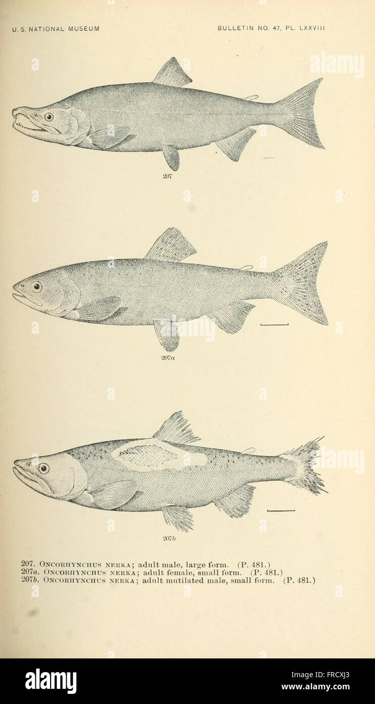 An illustration from the series depicting fish species in North and ...