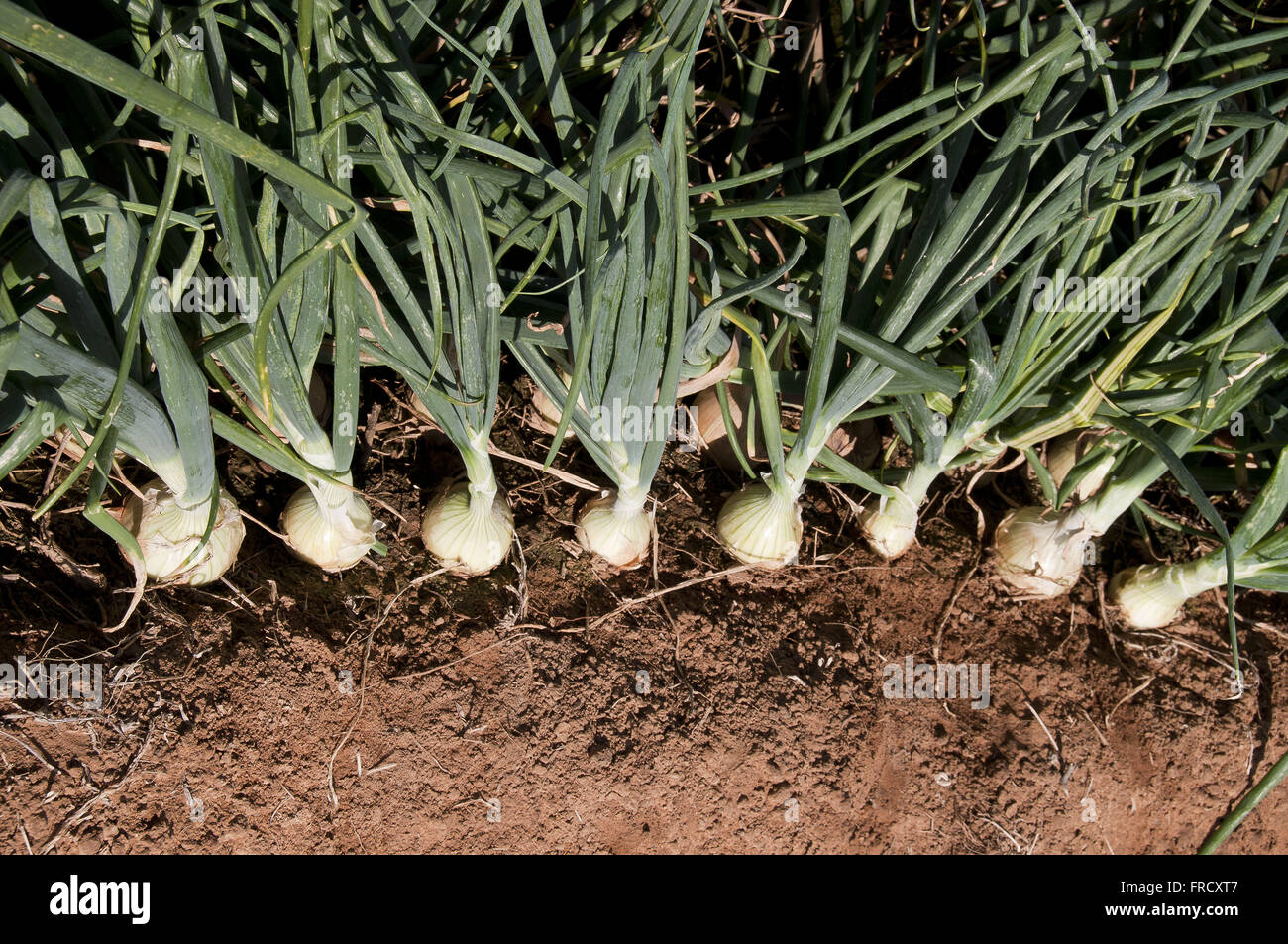 Roca irrigated onion in a rural area of the district of the town of Willow A Stock Photo