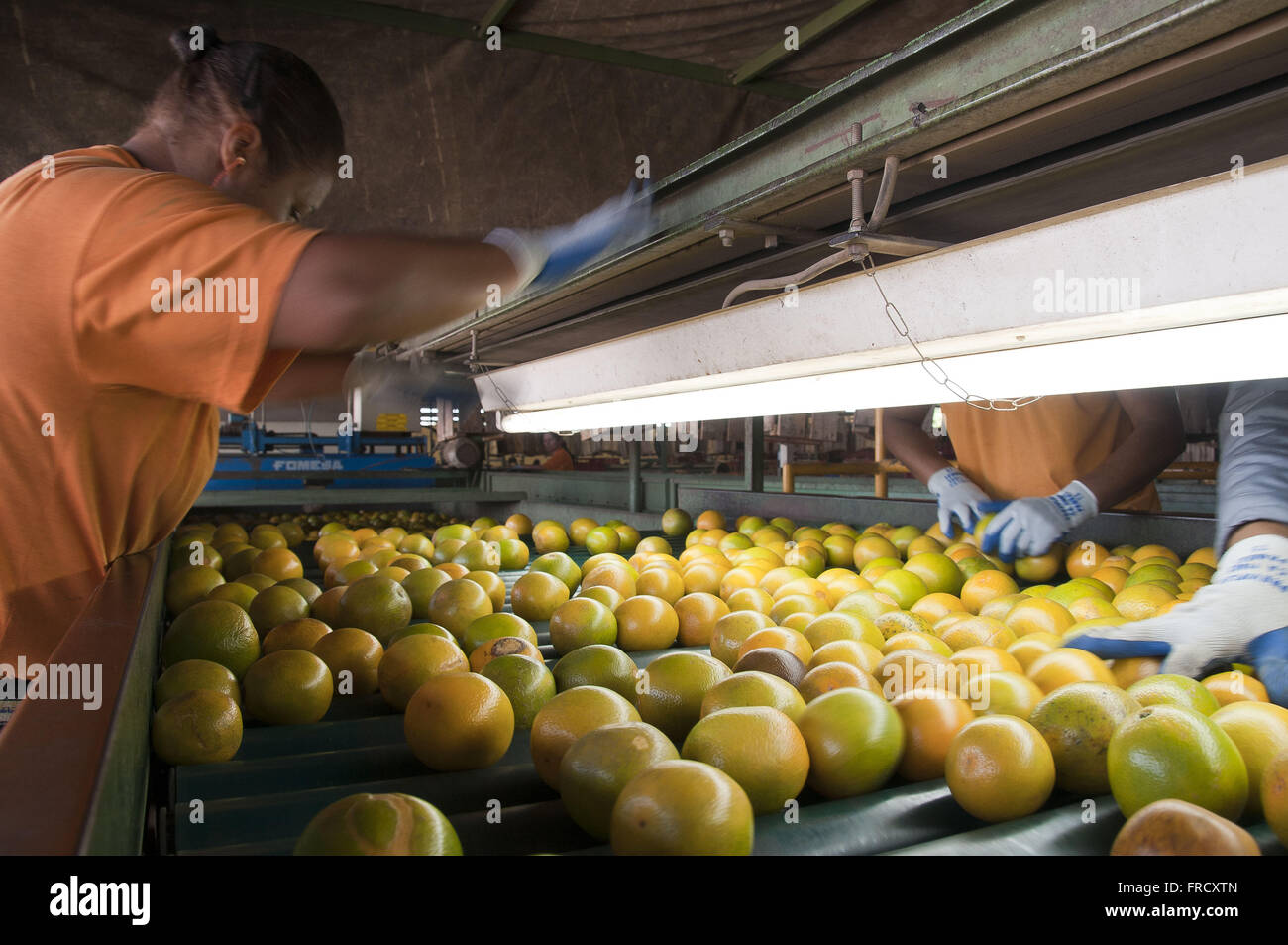 Shed of selection of citrus fruit to market Stock Photo