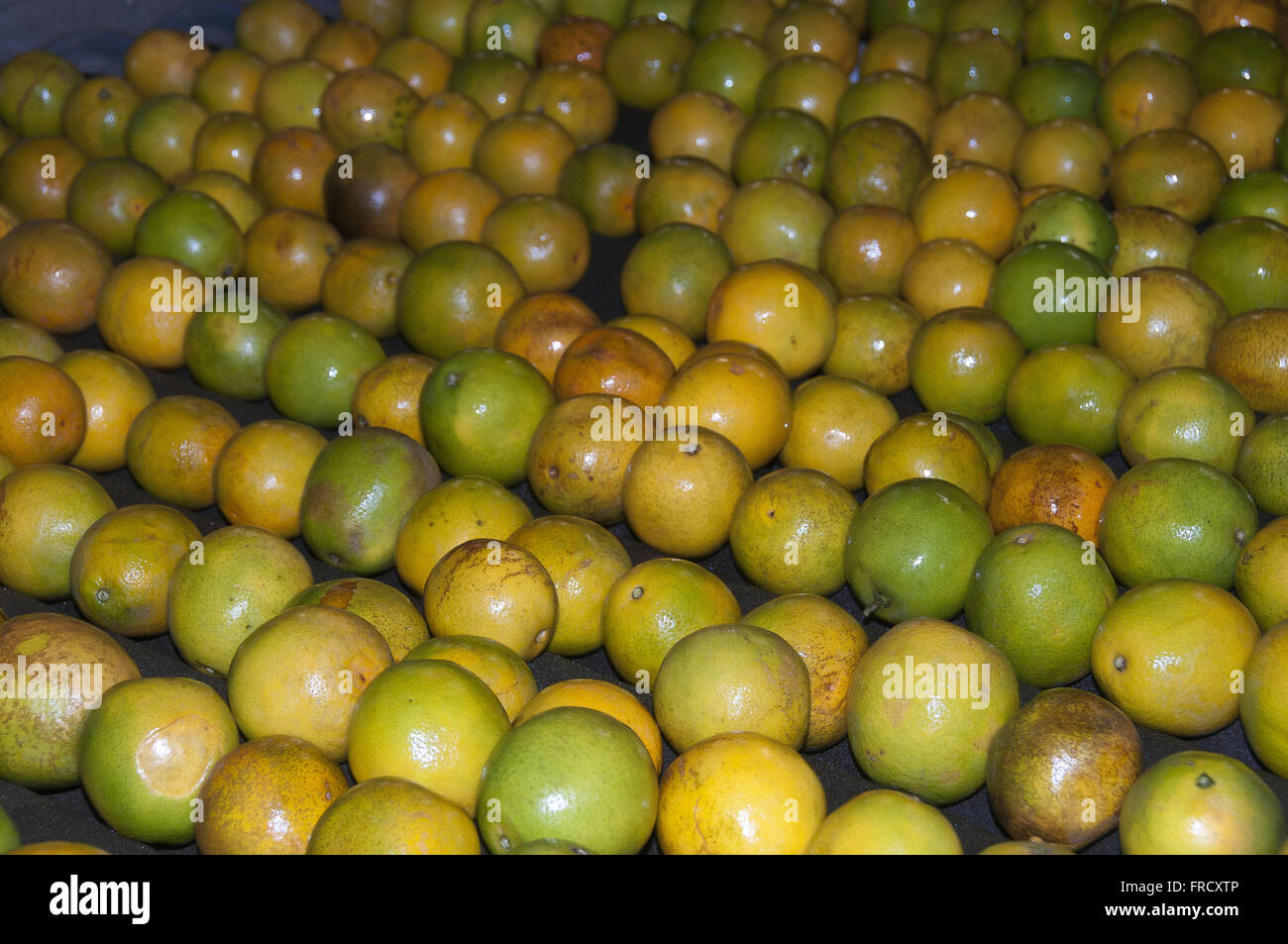 Oranges being washed in shed selection of fruit to market Stock Photo