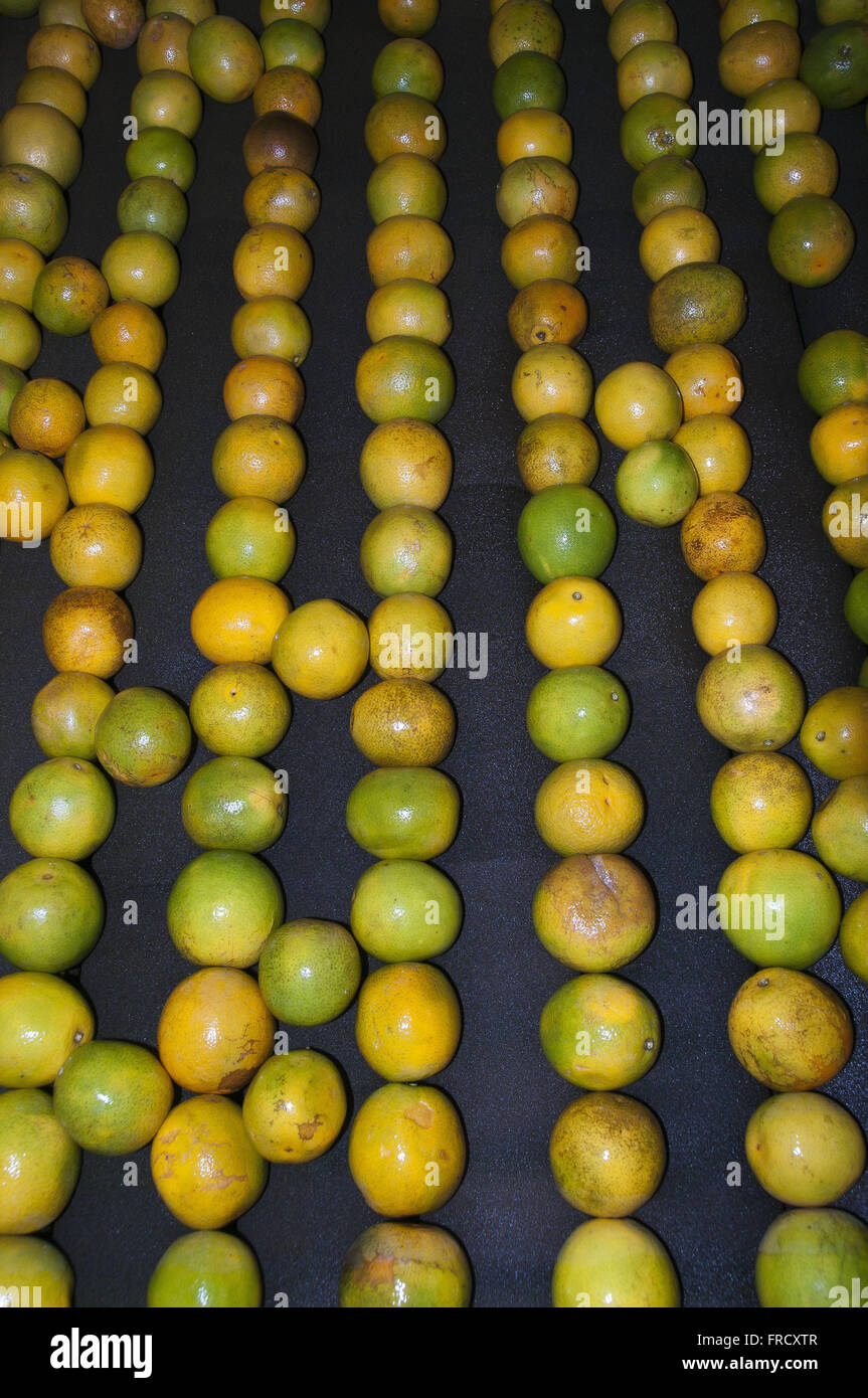 Oranges being polished in shed selection of fruit to market Stock Photo