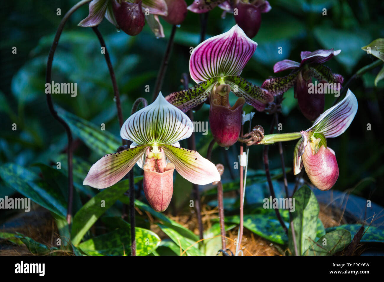 Lady Slipper Orchids in the orchid garden, Singapore Botanic Gardens Stock Photo