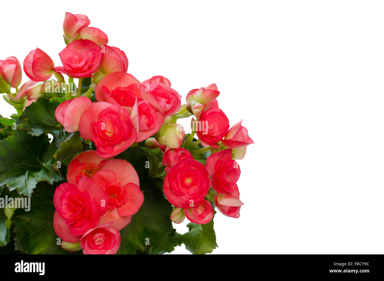 begonia flower isolated on white background Stock Photo - Alamy