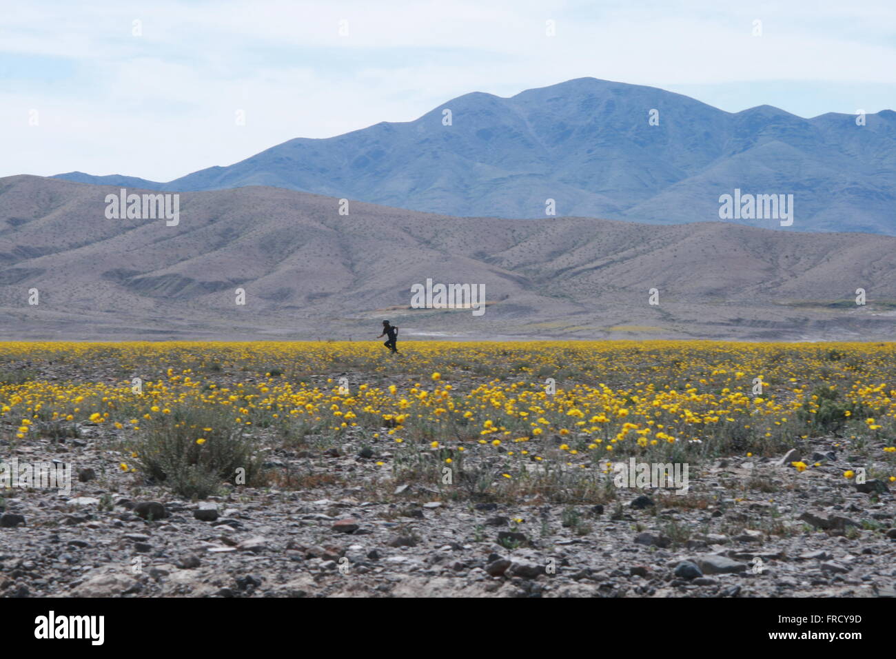 Rare Super Bloom 2016 Death Valley National Park Stock Photo - Alamy