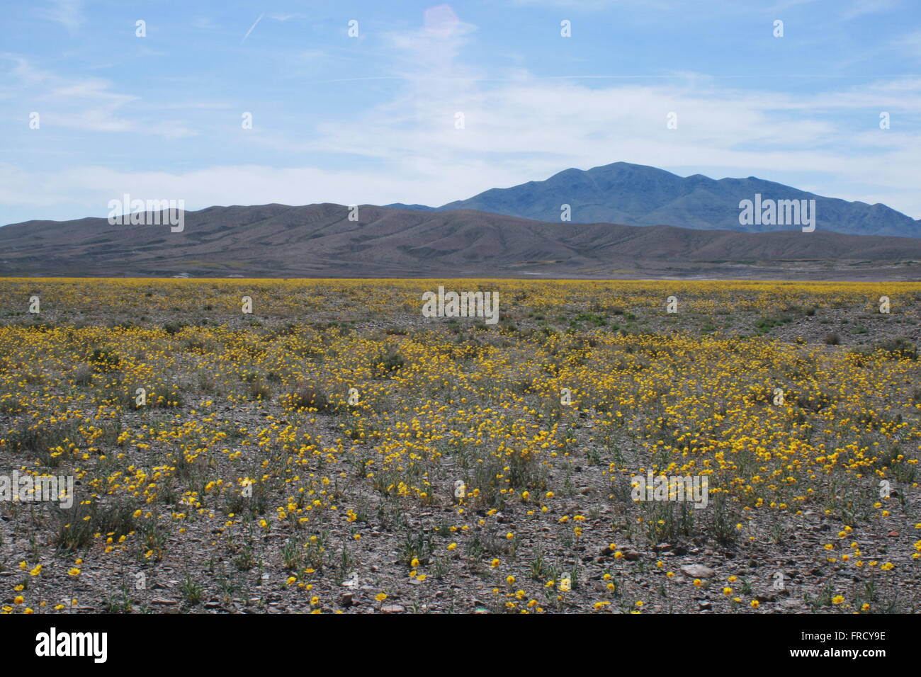 Rare Super Bloom 2016 Death Valley National Park Stock Photo - Alamy