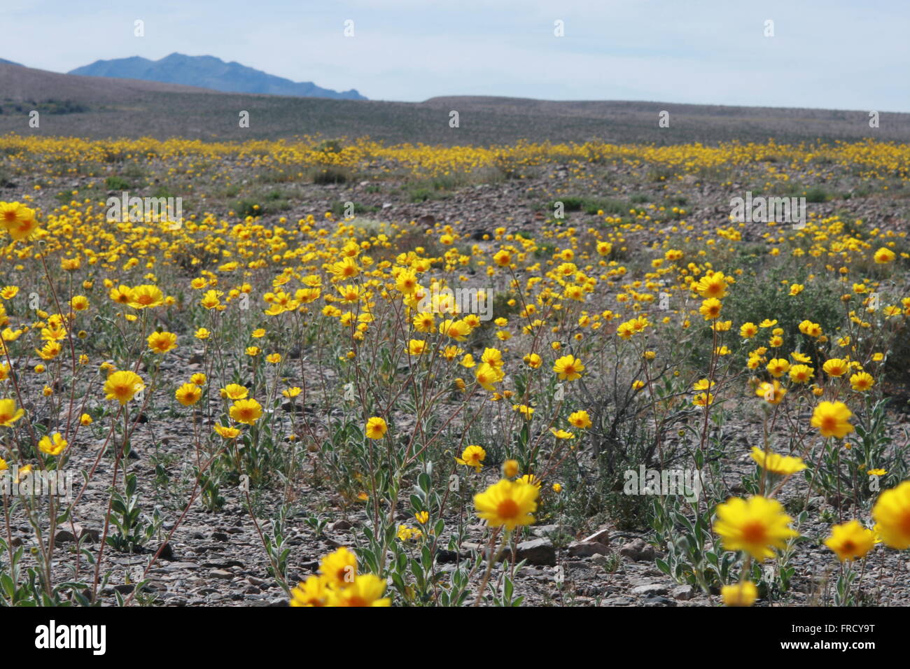 Rare Super Bloom 2016 Death Valley National Park Stock Photo - Alamy
