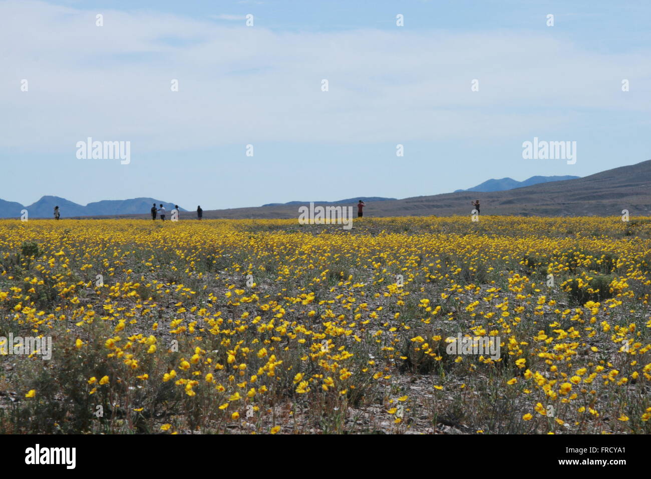 Rare Super Bloom 2016 Death Valley National Park Stock Photo - Alamy