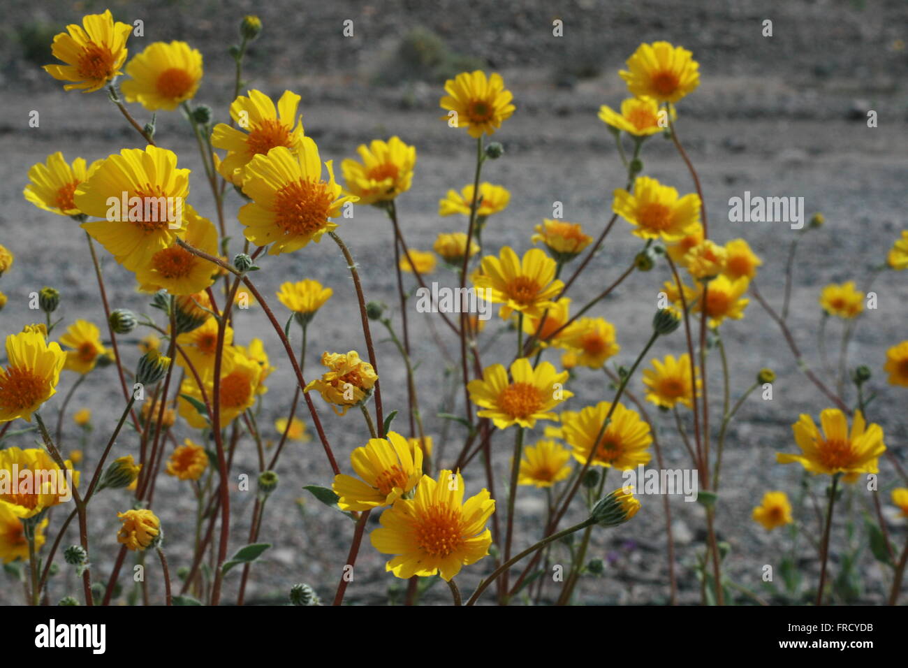 Rare Super Bloom 2016 Death Valley National Park Stock Photo - Alamy