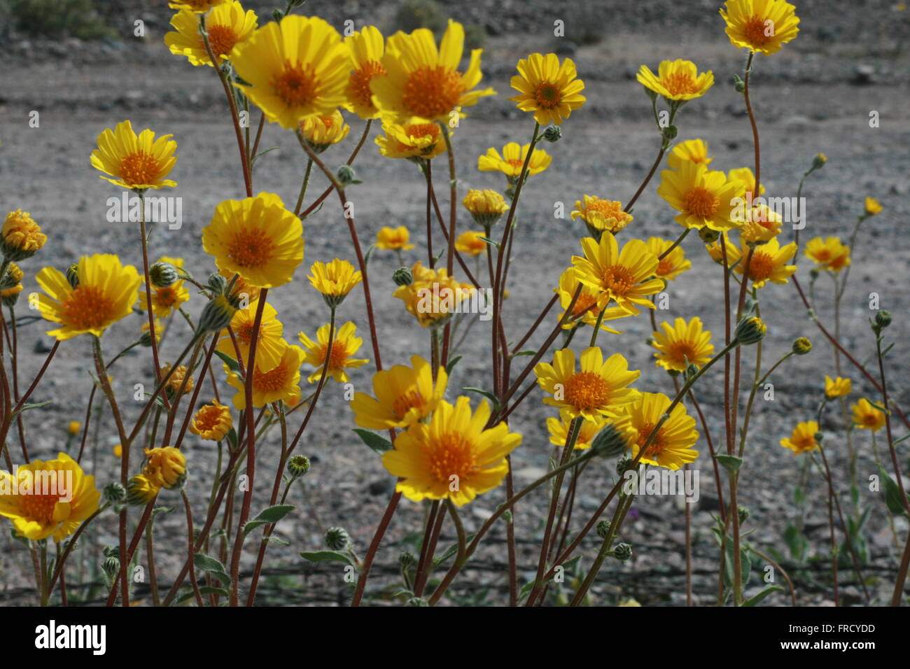 Rare Super Bloom 2016 Death Valley National Park Stock Photo - Alamy