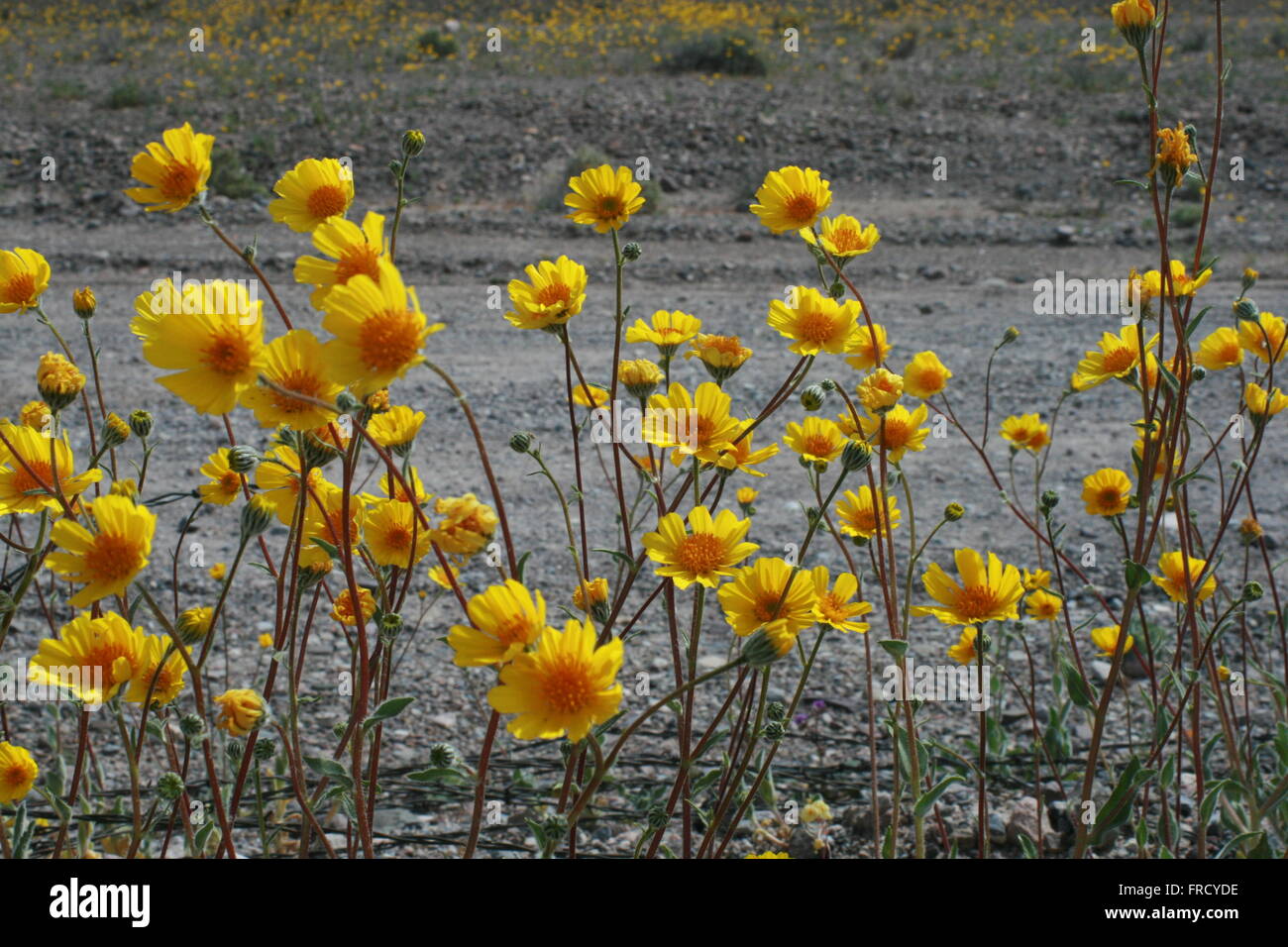 Rare Super Bloom 2016 Death Valley National Park Stock Photo - Alamy