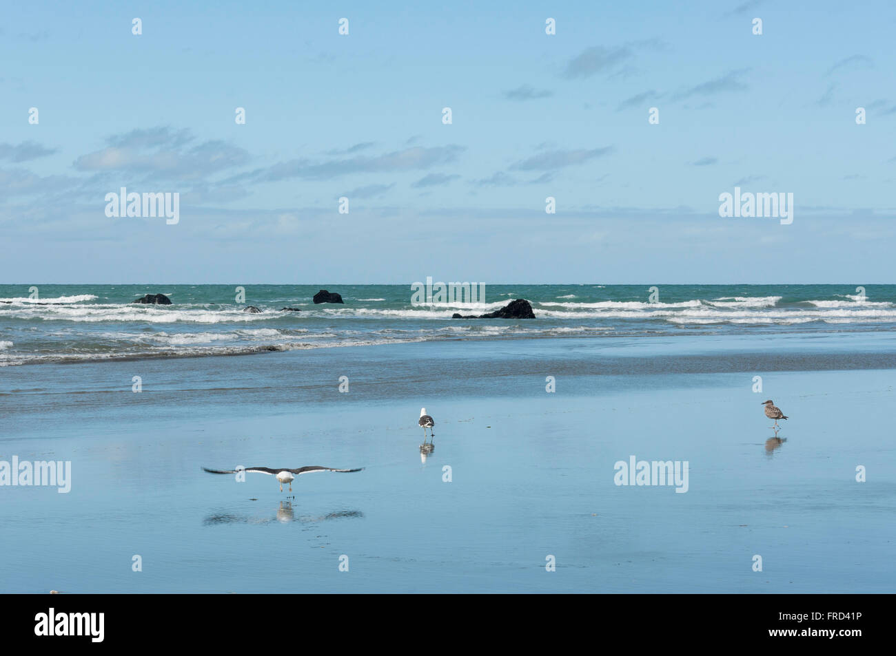 Seagulls on beach shoreline, Sumner Beach, Sumner, Christchurch, Canterbury Region, South Island, New Zealand Stock Photo