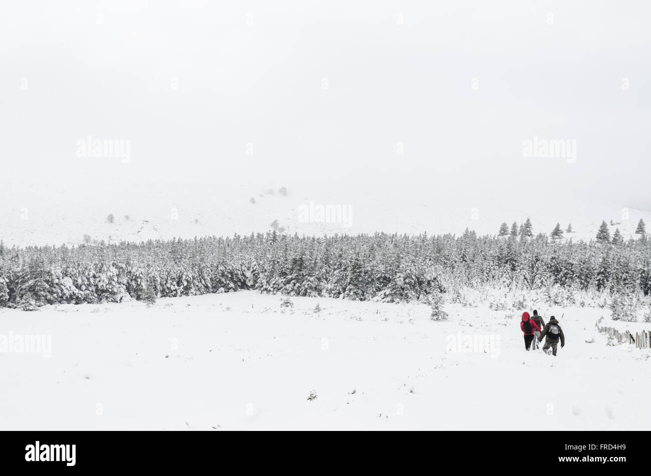 People walking in the snow towards a pine forest Stock Photo