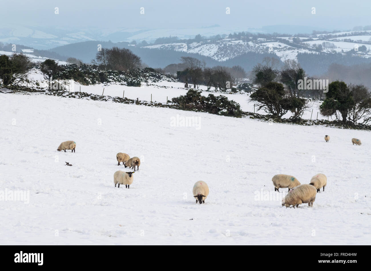 Sheep in the snowy mountains of Ireland with mountains and trees in the background Stock Photo