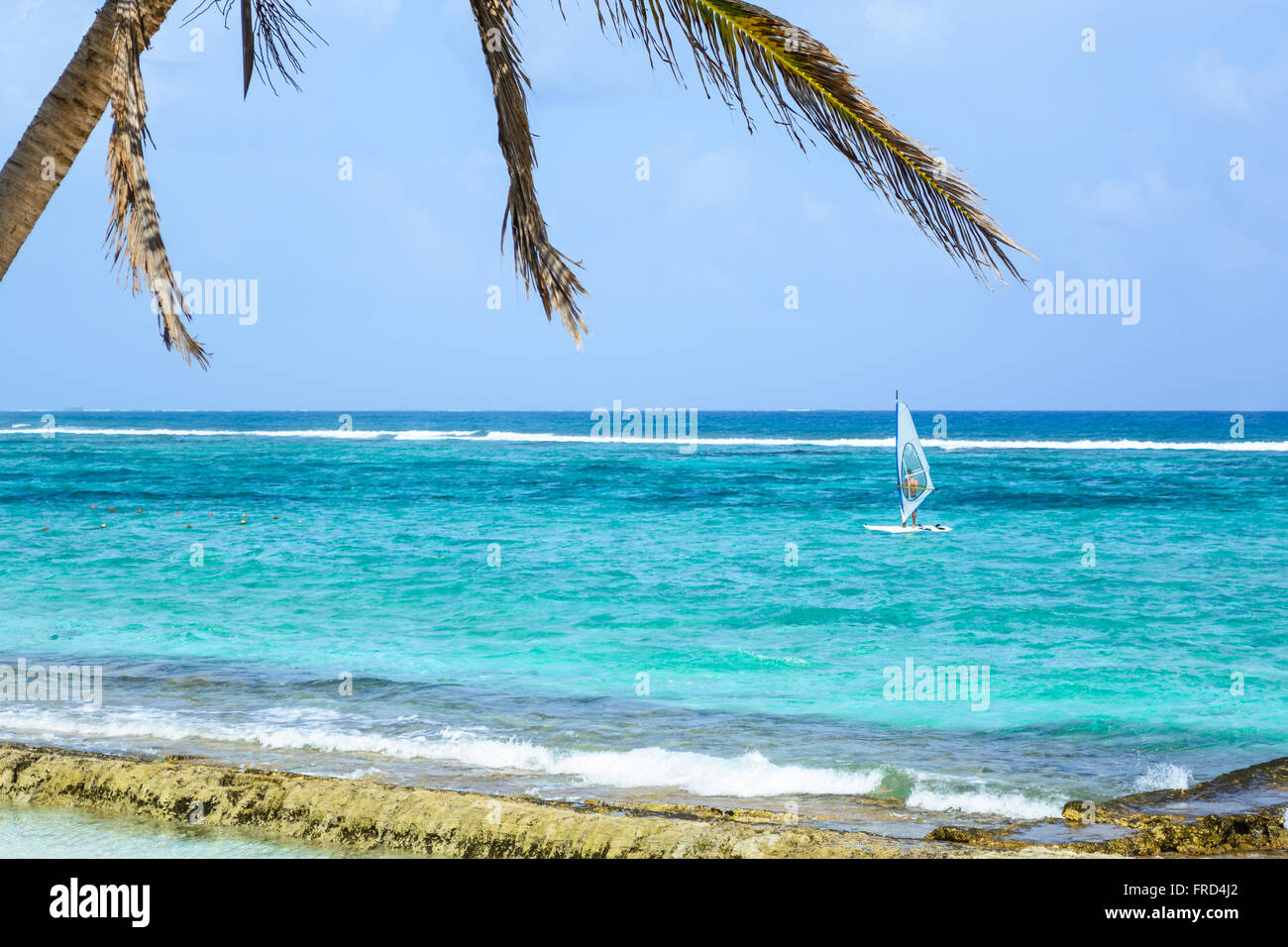 Palm tree in a sunny day at the beach in the island of San Andrés, Colombia, Stock Photo