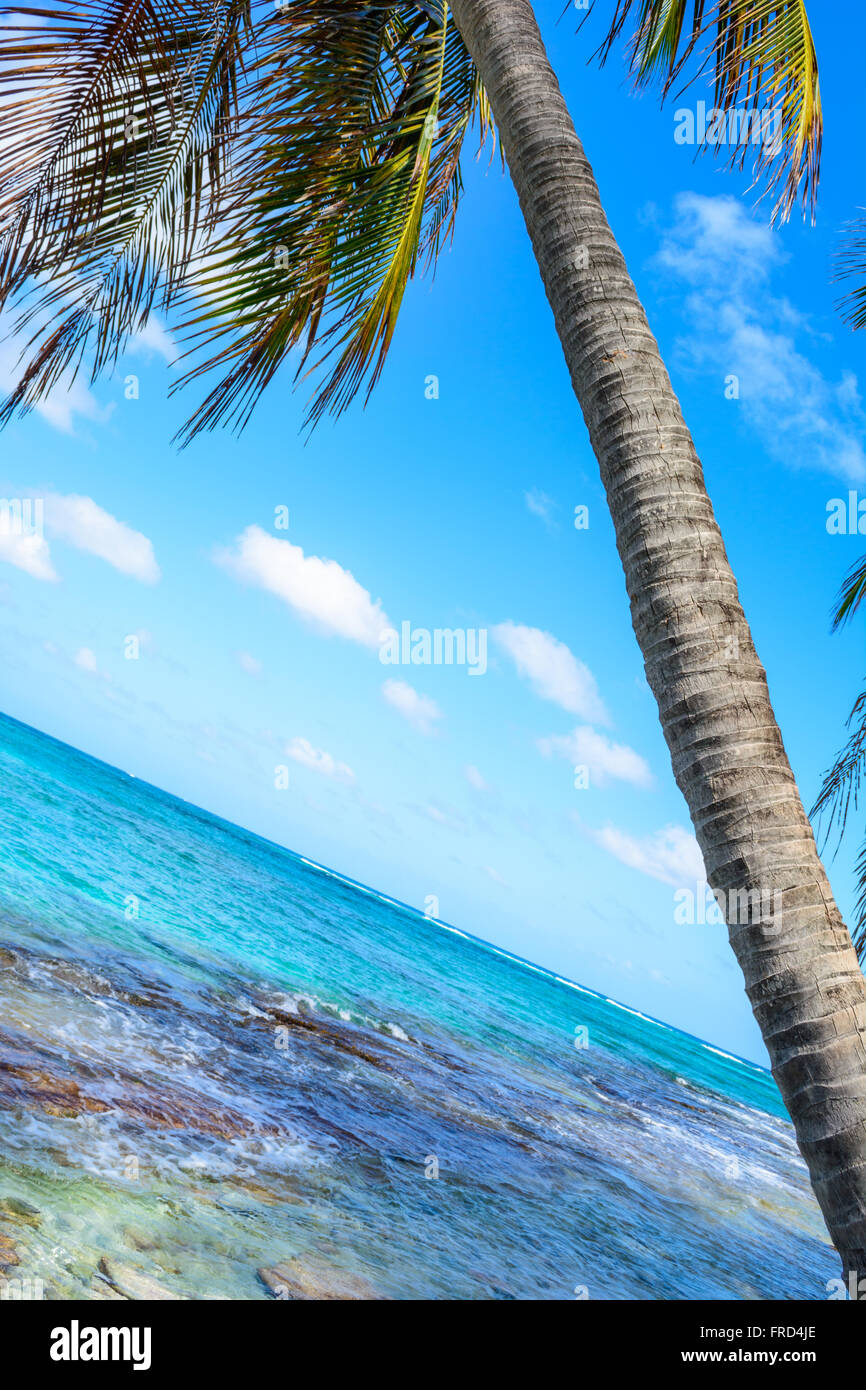 Palm tree in front of the beach in Colombia Stock Photo