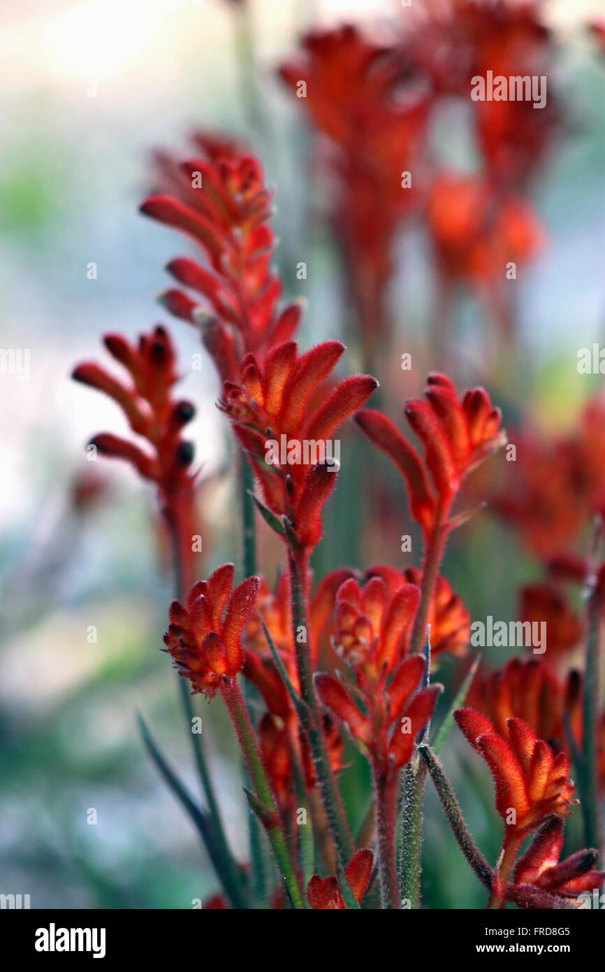 Anigozanthos - Paw Flowers Stock - Alamy