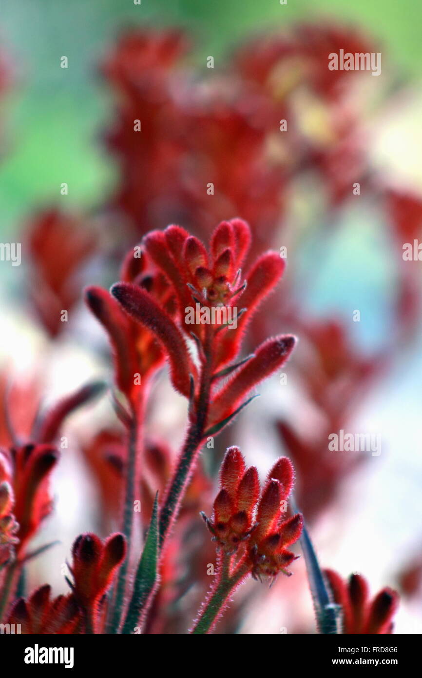 Kangaroo paw flowers hires stock photography and images Alamy